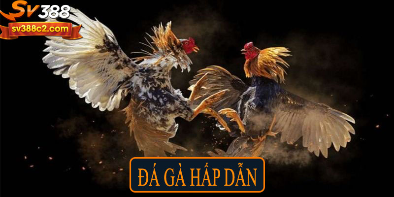 Đá gà hấp dẫn