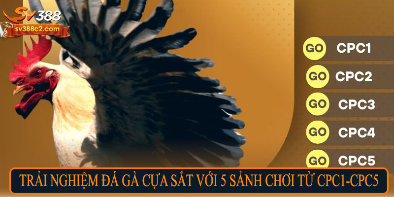 Trải nghiệm đá gà cựa sắt với 5 sảnh chơi từ CPC1 - CPC5