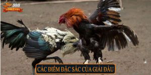 Các điểm đặc sắc của giải đấu