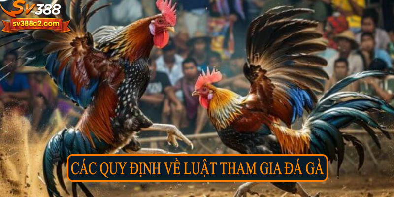 Các quy định về luật tham gia đá gà