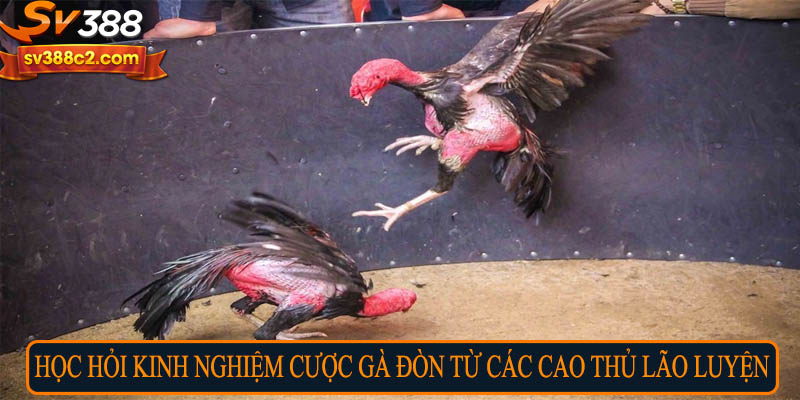 Học hỏi kinh nghiệm cược gà đòn từ các cao thủ lão luyện