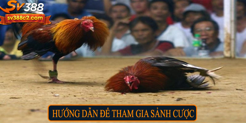 Hướng dẫn để vào tham gia sảnh cược