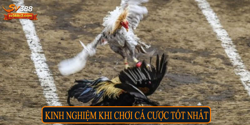 Kinh nghiệm khi cá cược tốt nhất