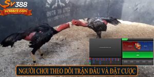 Người chơi theo dõi trận đấu và đặt cược