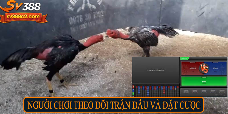 Người chơi theo dõi trận đấu và đặt cược