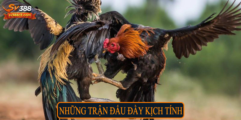 Những trận đấu đầy kịch tính