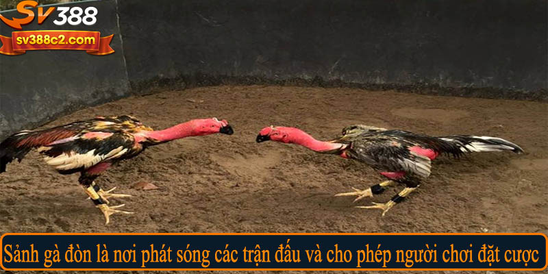 Sảnh gà đòn là nơi phát sóng các trận đấu và cho phép người chơi đặt cược