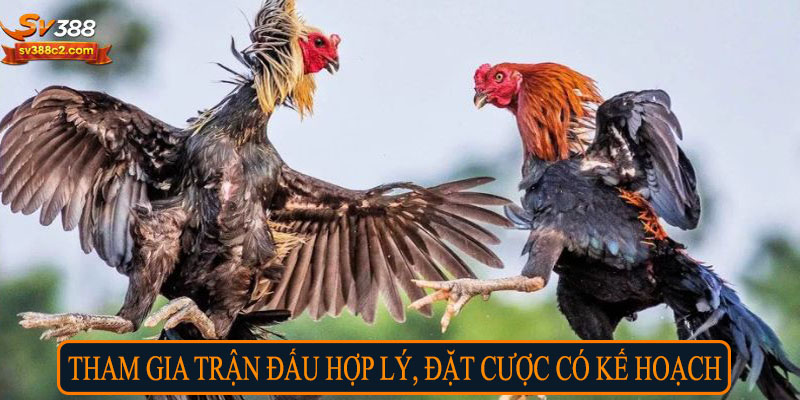 Tham gia trận đấu hợp lý, đặt cược có kế hoạch