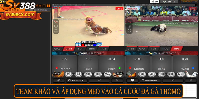 Tham khảo và áp dụng mẹo vào cược đá gà Thomo