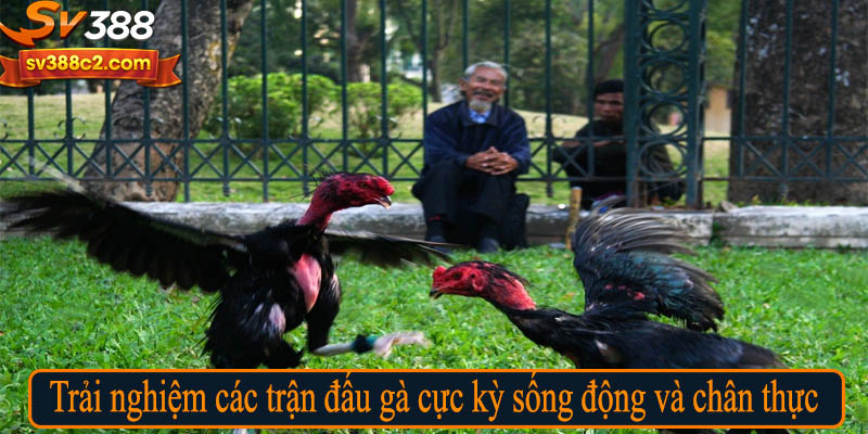 Trải nghiệm các trận đấu gà cực kỳ sống động và chân thực